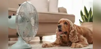 ¿Cómo detectar a tiempo si mi mascota se ha puesto mal por la ola de calor?