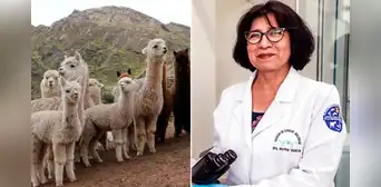 UNMSM: Martha Valdivida, la bióloga peruana que se dedica a la conservación genética de las alpacas UNMSM: Martha Valdivida, la bióloga peruana que se dedica a la conservación genética de las alpacas