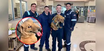 Conoce a Connie, la perrita que sobrevivió 8 días atrapada en un contenedor en EE. UU.