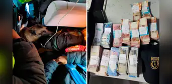 Perro adiestrado de la Sunat detecta 500.000 soles no declarados en minibús de pasajeros Perro adiestrado de la Sunat detecta 500.000 soles no declarados en minibús de pasajeros