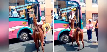 Peruanos sorprendidos al ver que hombre sube su llama a bus público: “El chofer es pet friendly”