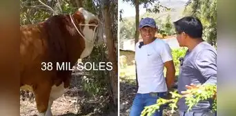 Ganadero cajamarquino sorprende al rechazar vender su toro a S/38.000 y dice que puede costar más