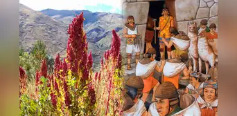 El alimento que valía igual que el oro para los incas: crece en el sur del Perú y previene la diabetes El alimento que valía igual que el oro para los incas: crece en el sur del Perú y previene la diabetes