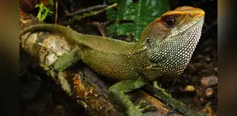 Descubren a una nueva especie de lagartija en Perú y la nombran como el vocalista de Iron Maiden Descubren a una nueva especie de lagartija en Perú y la nombran como el vocalista de Iron Maiden