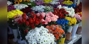 ¿Qué flores regalar por San Valentín y qué significa cada color?