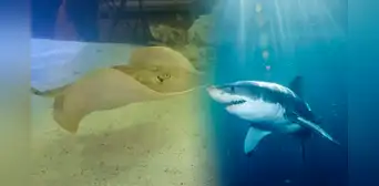 ¡Misterio bajo el agua! Embarazo de mantarraya en acuario causa asombro, ¿es culpa de un tiburón? ¡Misterio bajo el agua! Embarazo de mantarraya en acuario causa asombro, ¿es culpa de un tiburón?