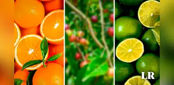 La fruta con mayor vitamina C en el mundo: supera 10 veces a la naranja y 40 veces al limón