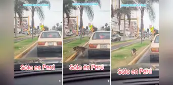 Perrito se baja de auto durante semáforo en rojo para orinar: “Aprovecha el tiempo al máximo” Perrito se baja de auto durante semáforo en rojo para orinar: “Aprovecha el tiempo al máximo”