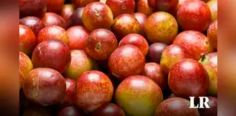 La fruta con mayor vitamina C en el mundo: supera 10 veces a la naranja y se cultiva en Perú La fruta con mayor vitamina C en el mundo: supera 10 veces a la naranja y se cultiva en Perú