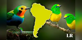 El país de América Latina con la mayor diversidad de aves en el mundo: no es Perú ni Brasil El país de América Latina con la mayor diversidad de aves en el mundo: no es Perú ni Brasil