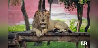Hombre se mete a la jaula de leones para sacarse una foto y muere devorado Hombre se mete a la jaula de leones para sacarse una foto y muere devorado