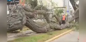 Cercado de Lima: árbol de gran tamaño cae en av. Arequipa e impide tránsito de peatones