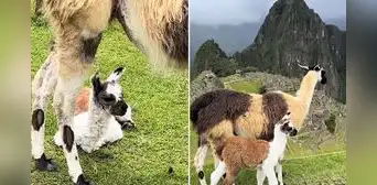 Captan nacimiento de llamita en Machu Picchu y causa ternura en redes: “Nuestros apus las cuidan” Captan nacimiento de llamita en Machu Picchu y causa ternura en redes: “Nuestros apus las cuidan”