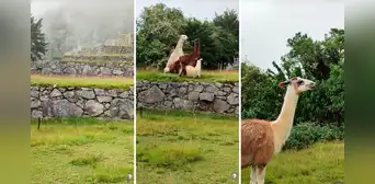 Peruano visita Machu Picchu y ve a 3 auquénidos ‘apareándose’: “Se les prendió la llama del amor” Peruano visita Machu Picchu y ve a 3 auquénidos ‘apareándose’: “Se les prendió la llama del amor”
