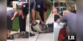 El momento exacto en que un caimán ‘noquea’ a su captor con un cabezazo El momento exacto en que un caimán ‘noquea’ a su captor con un cabezazo