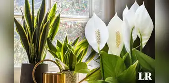 Calor en Lima: las 5 plantas que pueden bajar la temperatura en tu casa