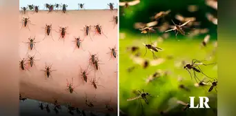 ¿Por qué hay una invasión de mosquitos en Buenos Aires y con qué repelentes protegerse? ¿Por qué hay una invasión de mosquitos en Buenos Aires y con qué repelentes protegerse?