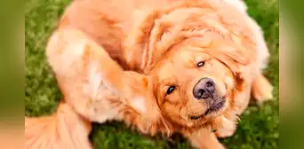 ¿Por qué no debes matar las pulgas de tus mascotas con los pulgares? ¿Por qué no debes matar las pulgas de tus mascotas con los pulgares?