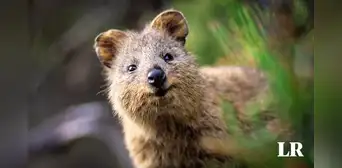 Descubre al Quokka, el animal que ha conquistado al mundo con su sonrisa Descubre al Quokka, el animal que ha conquistado al mundo con su sonrisa