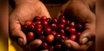 Europa podría cerrar las puertas a las exportaciones del café peruano Europa podría cerrar las puertas a las exportaciones del café peruano