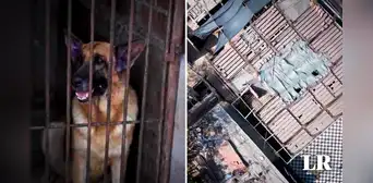 Perros de la brigada canina de la PNP viven en jaulas oxidadas, sin techo y expuestos al calor Perros de la brigada canina de la PNP viven en jaulas oxidadas, sin techo y expuestos al calor
