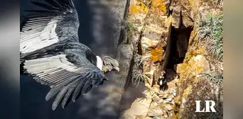 Después de casi 40 años encuentran en Ayacucho nido de especie milenaria en peligro de extinción