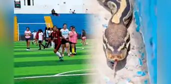 Magdalena: vecinos encuentran enorme serpiente pitón en complejo deportivo Chamochumbi Magdalena: vecinos encuentran enorme serpiente pitón en complejo deportivo Chamochumbi