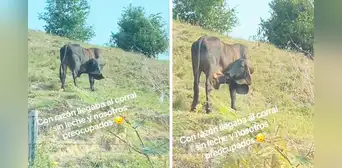 Captan a vaca bebiendo leche directamente de su ubre: “Yo la produzco, yo la consumo” Captan a vaca bebiendo leche directamente de su ubre: “Yo la produzco, yo la consumo”