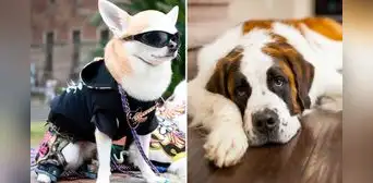 ¿Por qué los perros de raza grande viven menos que los pequeños? La respuesta científica ¿Por qué los perros de raza grande viven menos que los pequeños? La respuesta científica