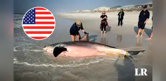 Hallan muerto a un tiburón blanco de 700 kg en Florida, Estados Unidos Hallan muerto a un tiburón blanco de 700 kg en Florida, Estados Unidos