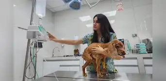 ¿Cómo detectar a tiempo si mi mascota se ha puesto mal por la ola de calor? ¿Cómo detectar a tiempo si mi mascota se ha puesto mal por la ola de calor?