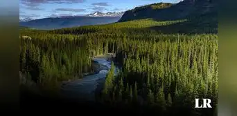 El bosque más grande del mundo que supera al Amazonas: se extiende por 3 continentes El bosque más grande del mundo que supera al Amazonas: se extiende por 3 continentes