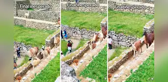 Llamas de Machu Picchu asombran a visitantes al sacar cinta de seguridad para caminar por ciudadela Llamas de Machu Picchu asombran a visitantes al sacar cinta de seguridad para caminar por ciudadela