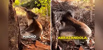 Koala hace llorar a miles en redes al protagonizar dolorosa escena tras la muerte de su compañera Koala hace llorar a miles en redes al protagonizar dolorosa escena tras la muerte de su compañera