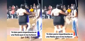 Perrito se hace viral al 'bailar' el vals con invitada en una fiesta: “El mejor chambelán” Perrito se hace viral al 'bailar' el vals con invitada en una fiesta: “El mejor chambelán”