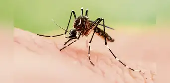 Van 44 muertes por dengue y 8 regiones tienen cifras críticas Van 44 muertes por dengue y 8 regiones tienen cifras críticas