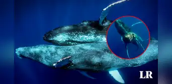 Captan a ballenas jorobadas machos en pleno acto sexual, un fenómeno nunca antes visto Captan a ballenas jorobadas machos en pleno acto sexual, un fenómeno nunca antes visto
