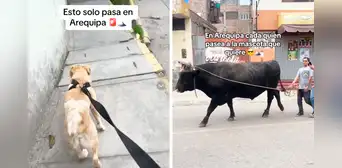 Peruano saca a pasear a su perro y queda en shock al ver que el vecino lleva un toro: “Gustos son gustos”