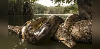 La serpiente más grande del mundo está en Perú: ¿de qué especie se trata y cómo es? La serpiente más grande del mundo está en Perú: ¿de qué especie se trata y cómo es?