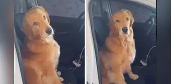 Perrito causa ternura al no dejar que su dueña vaya a trabajar y lo deje solo: “Muero de amor”