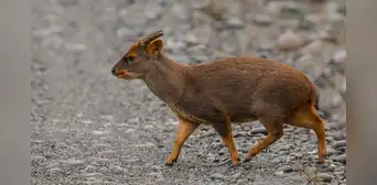 Descubrimiento histórico en Perú: Nueva especie de pudú identificada tras 60 años Descubrimiento histórico en Perú: Nueva especie de pudú identificada tras 60 años