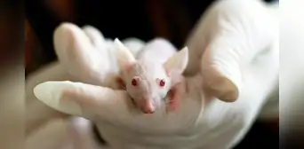 Un cruel experimento científico de 1957 pone en duda la frase 'La esperanza es lo último que se pierde'