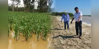 Piura: 500 hectáreas de cultivo se inundan por mala instalación de geobolsas en río Piura: 500 hectáreas de cultivo se inundan por mala instalación de geobolsas en río