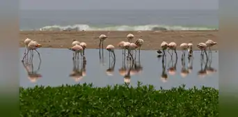 Surge en Lima un humedal por aguas tratadas y biólogo afirma: "Un lugar ideal para observar parihuanas” Surge en Lima un humedal por aguas tratadas y biólogo afirma: "Un lugar ideal para observar parihuanas”