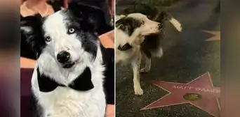 Messi, el perro de 'Anatomía de una caída', sorprendió al orinar en la estrella del Paseo de la Fama de Matt Damon