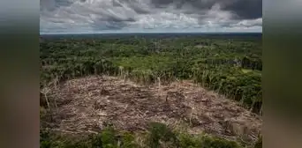 Ley Forestal: en Comisión de Pueblos sustentan tres proyectos de ley para derogar la nueva norma Ley Forestal: en Comisión de Pueblos sustentan tres proyectos de ley para derogar la nueva norma