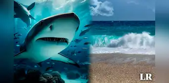 Florida, la capital con más ataques de tiburones en el 2023: ¿por qué fue la más afectada?