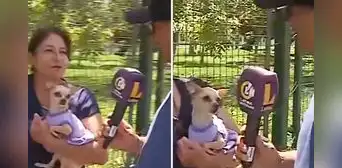 Chihuahua mordió a reportero de Latina en vivo y en redes bromean: "Chiquito pero peligroso"