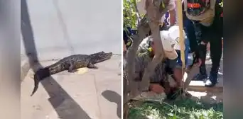 Aparición de lagarto negro en pleno centro de Pucallpa causa zozobra entre los ciudadanos