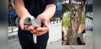 Parque de las Aguas en Piura: vecinos rescatan crías de ardillas que cayeron de los árboles tras inicio de obra Parque de las Aguas en Piura: vecinos rescatan crías de ardillas que cayeron de los árboles tras inicio de obra